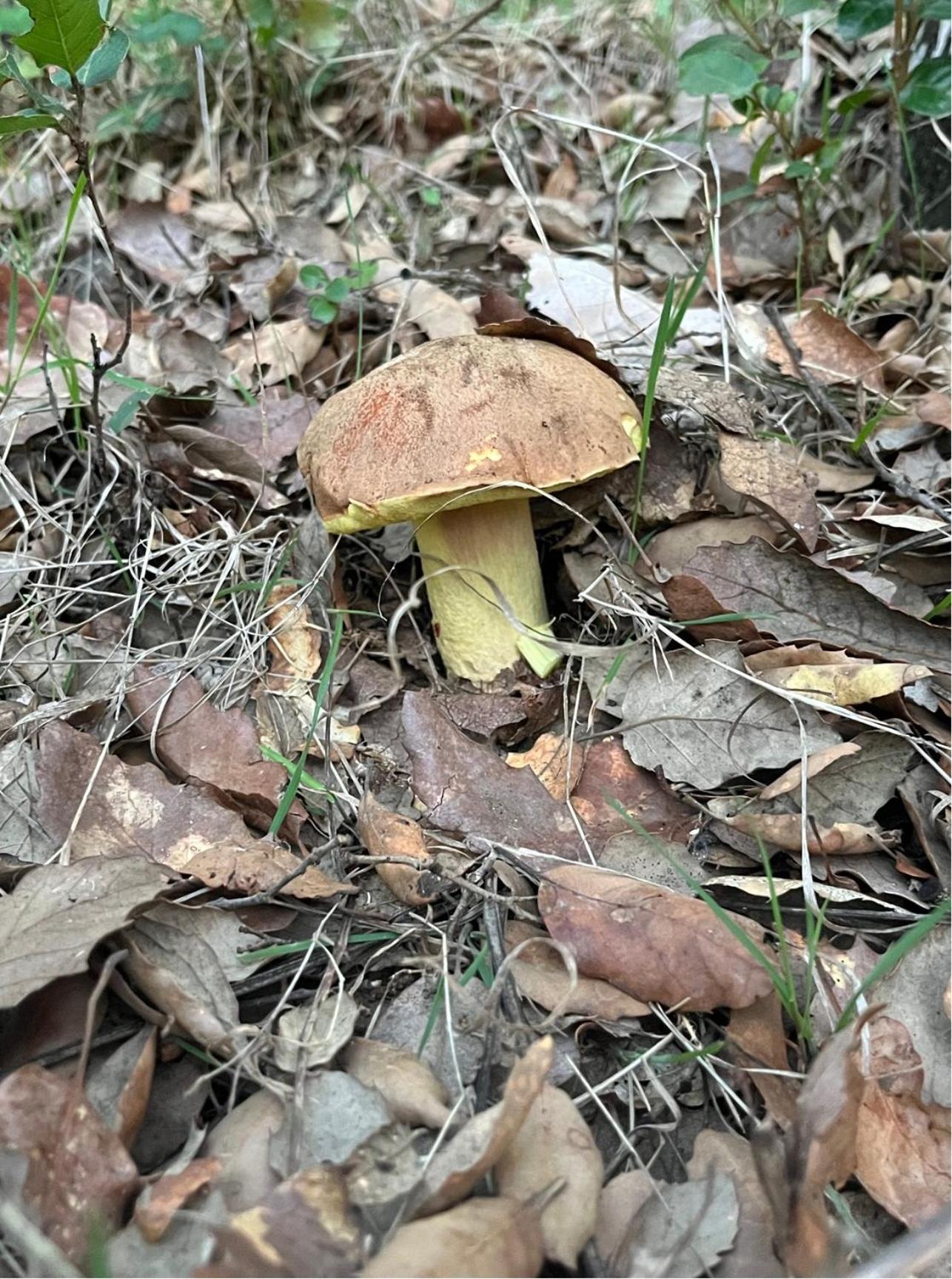 Finca La Liserilla Galaroza Kültér fotó